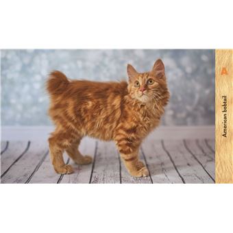 Les chats de A à Z