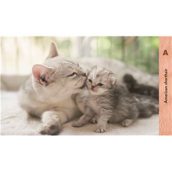 Les chats de A à Z