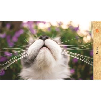 Les chats de A à Z