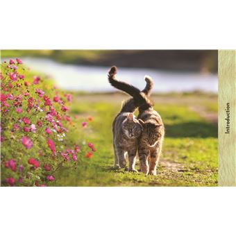 Les chats de A à Z