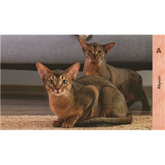 Les chats de A à Z