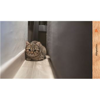 Les chats de A à Z