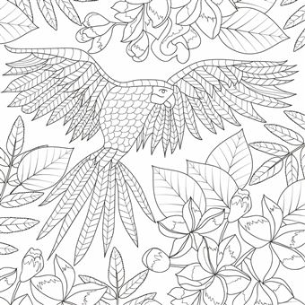 Oiseaux Magnifiques - Je médite, Je dessine et jecolorie