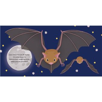 Les p'tites chauves-souris