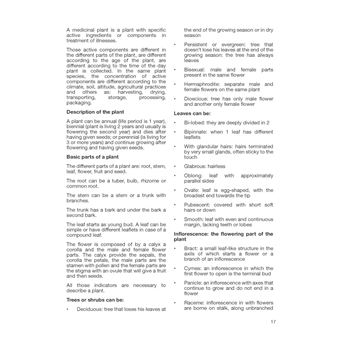 Family Medicinal Plant Gardens