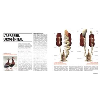 Sexe et séduction chez les oiseaux