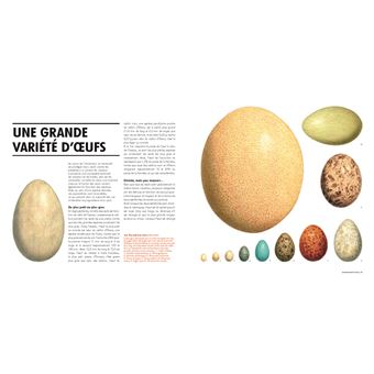 Sexe et séduction chez les oiseaux