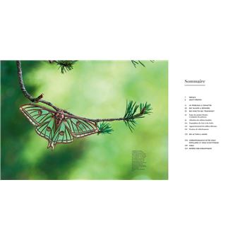 Il faut sauver nos insectes