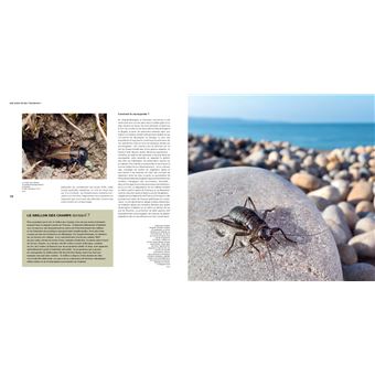 Il faut sauver nos insectes