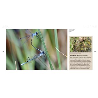 Il faut sauver nos insectes