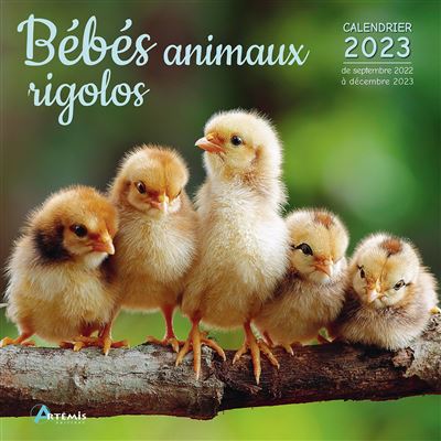 Calendrier Lunaire Sortie Animaux 2023 Calendrier Bébés Animaux Rigolos 2023 - Dernier Livre De Collectif -  Précommande & Date De Sortie | Fnac