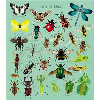 Mon beau livre de la nature : A la découverte des petites bêtes et des oiseaux…