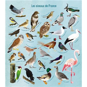 Mon beau livre de la nature : A la découverte des petites bêtes et des oiseaux…