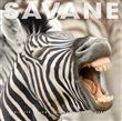 Humour des Savanes