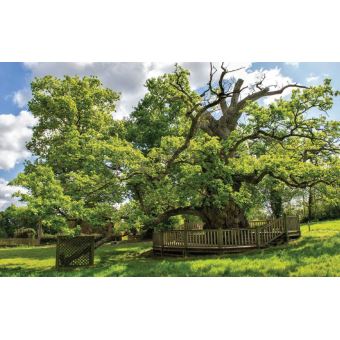 Les arbres, témoins de l'histoire