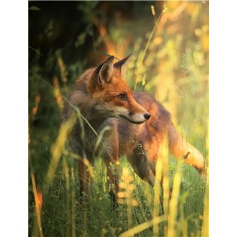 Sauver la planète en jouant avec le Petit Prince