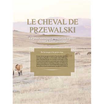Chevaux Sauvages