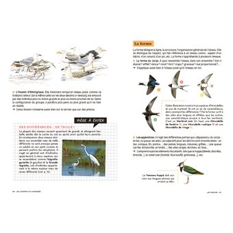 Les carnets du scarabée - Oiseaux