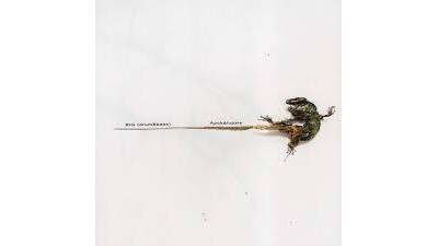 Apocalupsis