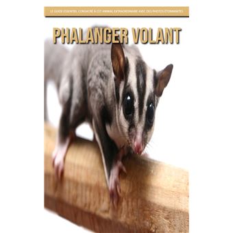Phalanger Volant: Le Guide Essentiel Consacré à Cet Animal Extraordinaire avec des Photos Étonnantes - 1