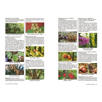 Les carnets du scarabée Arbres