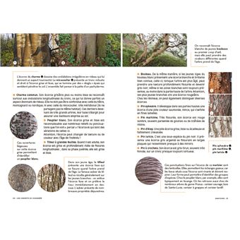 Les carnets du scarabée Arbres