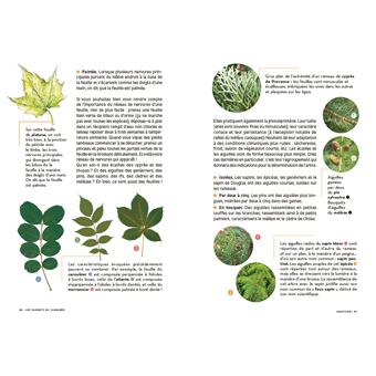 Les carnets du scarabée Arbres