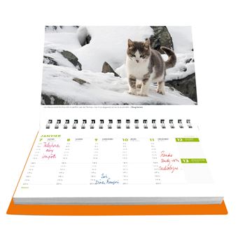 L Agenda Calendrier 19 Chats Et Chatons Relie Collectif Achat Livre Fnac