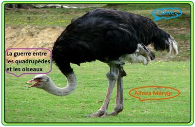 La guerre entre les quadrupèdes et les oiseaux Contes photos