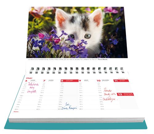 L Agenda Calendrier 19 Jeux De Chats Relie Collectif Achat Livre Fnac