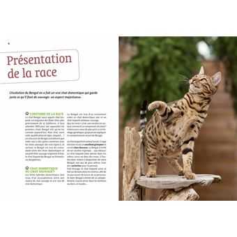 Bengal Comportement Soins Sociabilisation Broche Florence Desachy Philippe Rocher Achat Livre Fnac