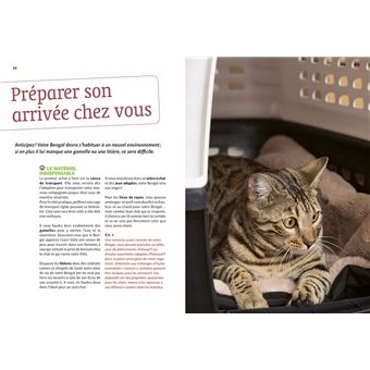 Bengal - Comportement, soins, sociabilisation