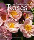 Une fabuleuse foison de roses