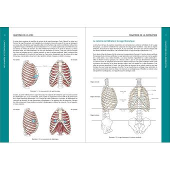 Anatomie de la voix