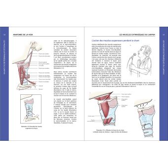 Anatomie de la voix