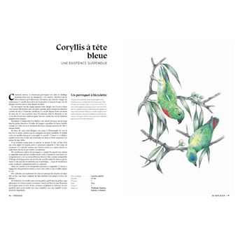 L'art d'être un oiseau