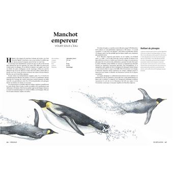 L'art d'être un oiseau