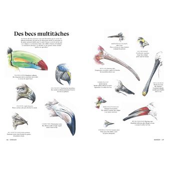 L'art d'être un oiseau