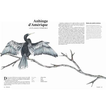 L'art d'être un oiseau