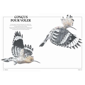 L'art d'être un oiseau