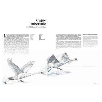 L'art d'être un oiseau