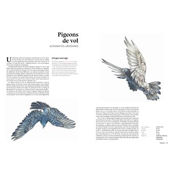 L'art d'être un oiseau