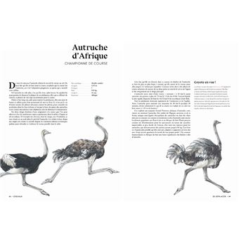 L'art d'être un oiseau