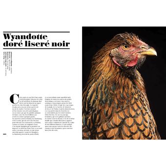 Poules de luxe