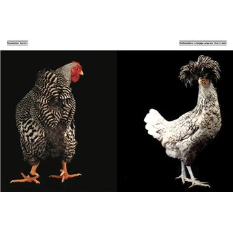 Poules de luxe