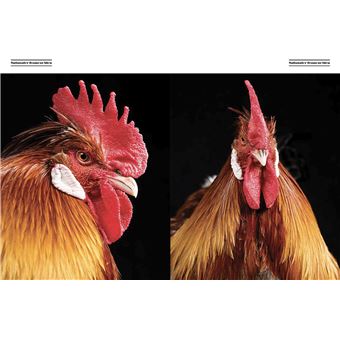 Poules de luxe