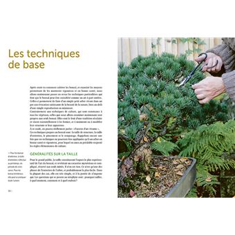 Bonsaï d'intérieur & d'extérieur - Comment les entretenir facilement