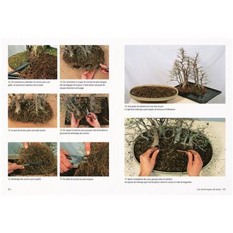 Bonsaï d'intérieur & d'extérieur - Comment les entretenir facilement