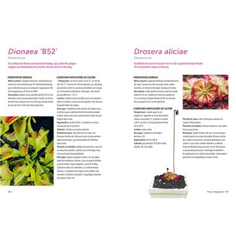 Plantes carnivores - Comment les cultiver et les entretenir facilement