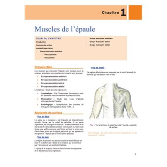 Anatomie descriptive et topographique des membres